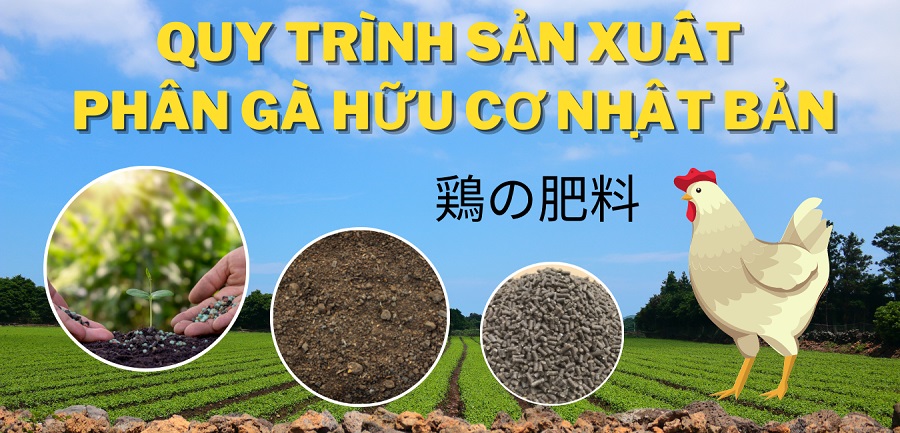 Quy trình sản xuất phân gà hữu cơ Nhật Bản