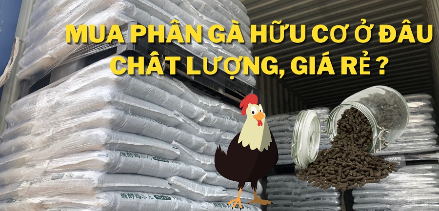Mua phân gà hữu cơ ở đâu tốt, giá rẻ, chất lượng?