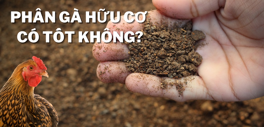 Phân gà hữu cơ có tốt không? Hướng dẫn lựa chọn phân gà hữu cơ cho cây trồng