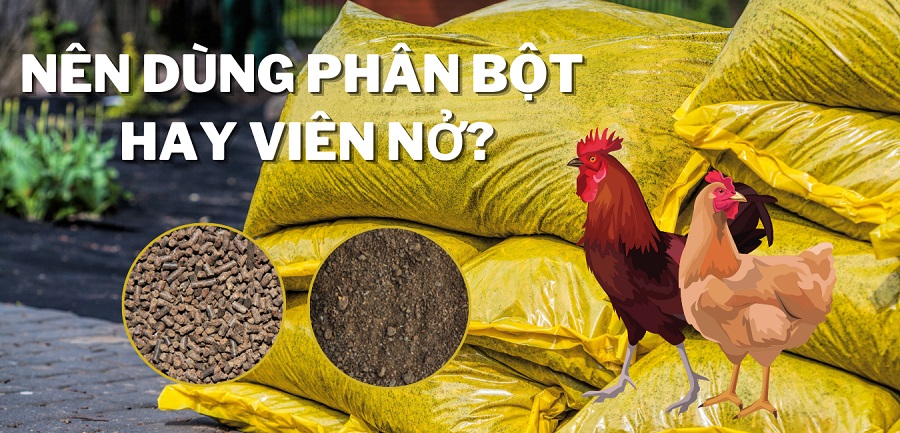 Phân gà hữu cơ - Nên dùng dạng bột hay viên nở?